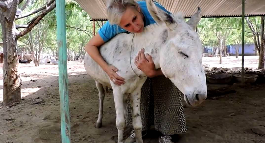 Fue terriblemente maltratado y abandonado por su dueño, pero este burro se recuperó en sólo dos meses